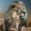 kingcyndey